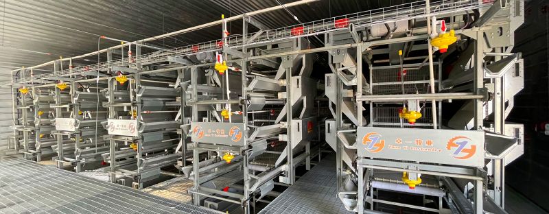 掌握蛋雞養(yǎng)殖要點(diǎn)，輕松進(jìn)行飼養(yǎng)工作