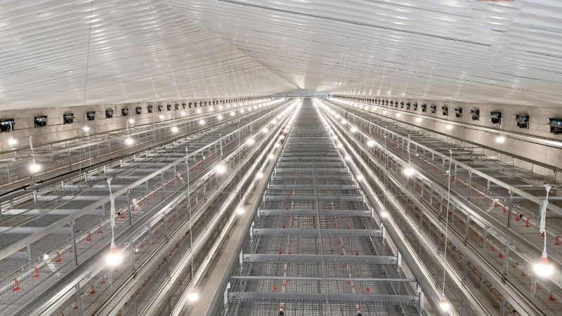 這幾種自動化養(yǎng)雞設(shè)備你認(rèn)識嗎？