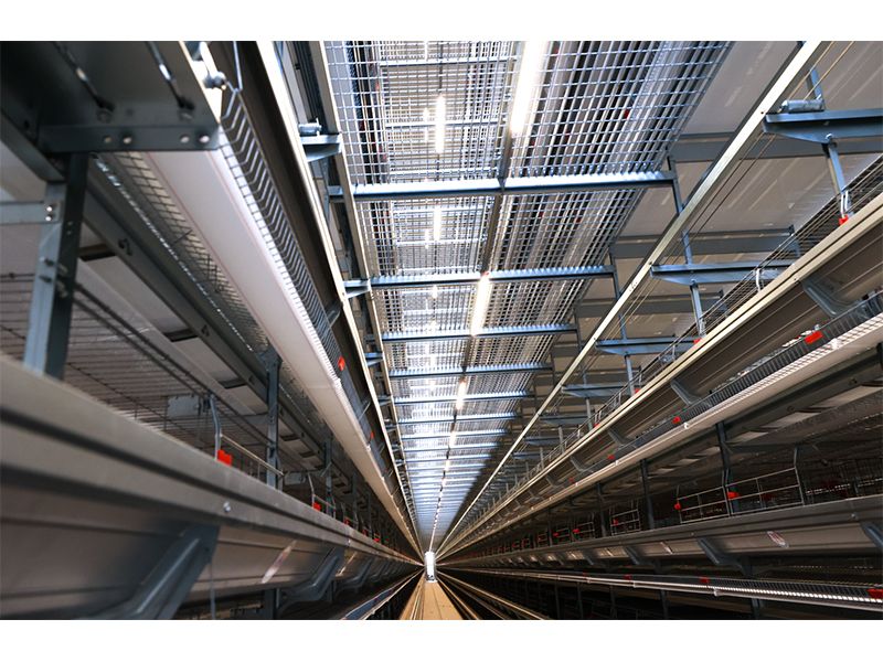 111萬只雞被撲殺！日本禽流感帶給我們的啟示