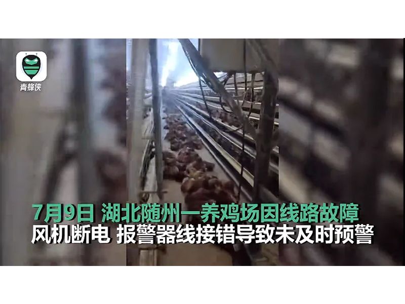 4000只雞被熱死！湖北養(yǎng)雞場(chǎng)停電故障給我們的啟示