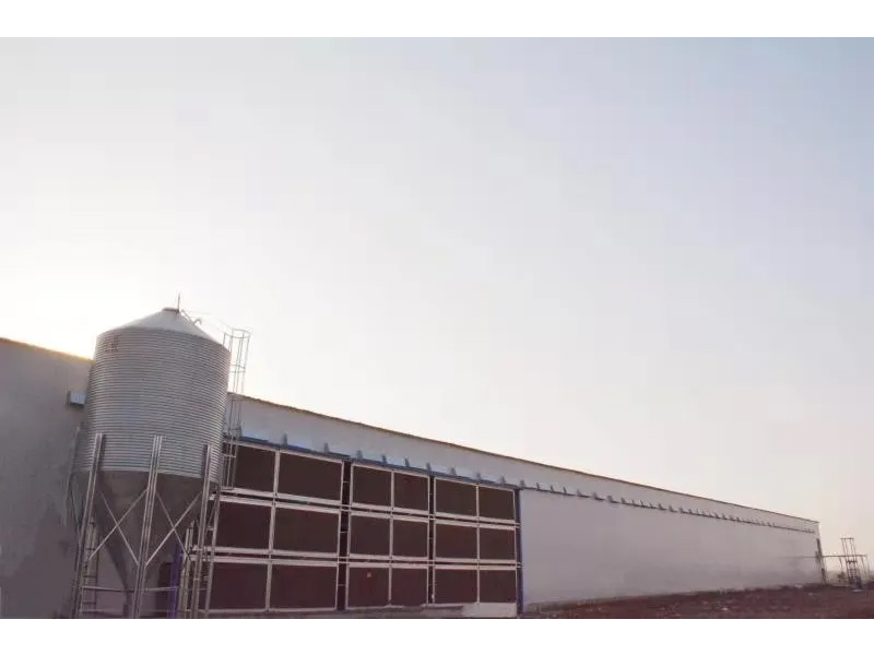 想要把雞養(yǎng)好，這些細(xì)節(jié)不可忽視