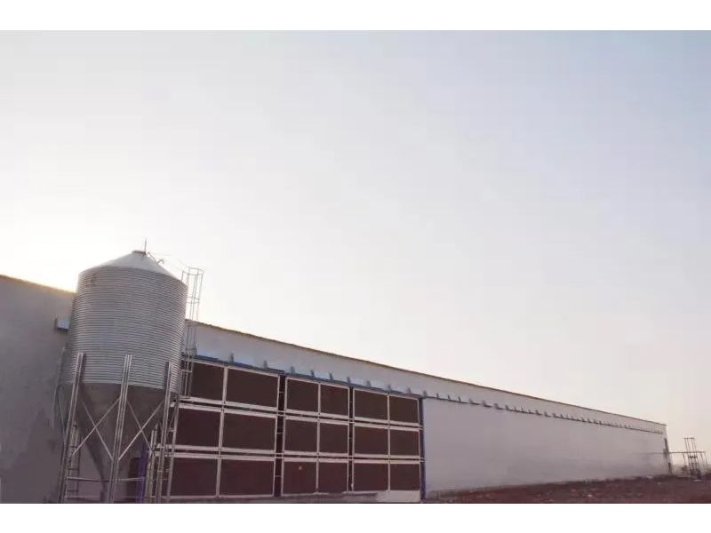 想要把雞養(yǎng)好，這些細(xì)節(jié)不可忽視