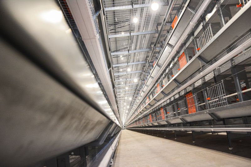 使用12層大規(guī)模產(chǎn)業(yè)養(yǎng)雞有什么好處？