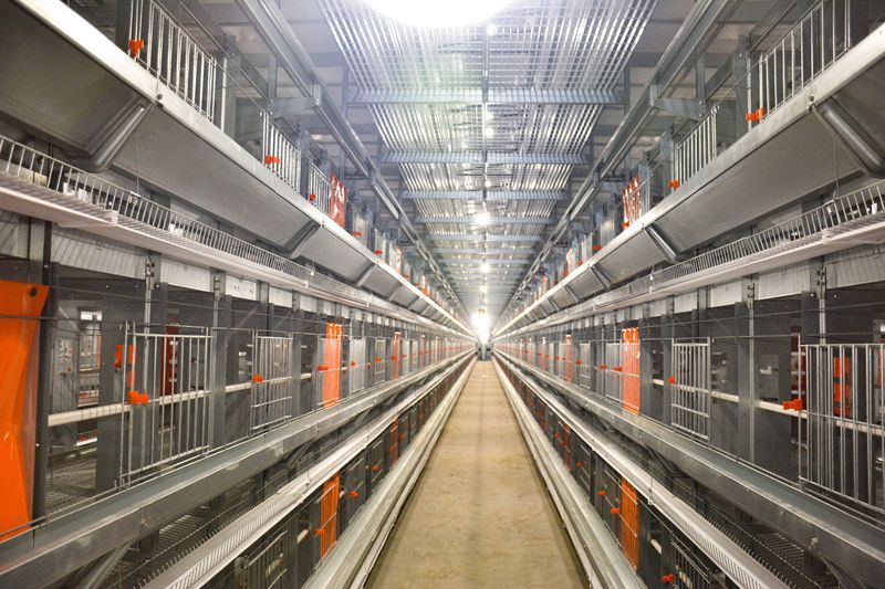 超高層疊養(yǎng)雞設備：養(yǎng)雞業(yè)的新星，帶領養(yǎng)殖新潮流