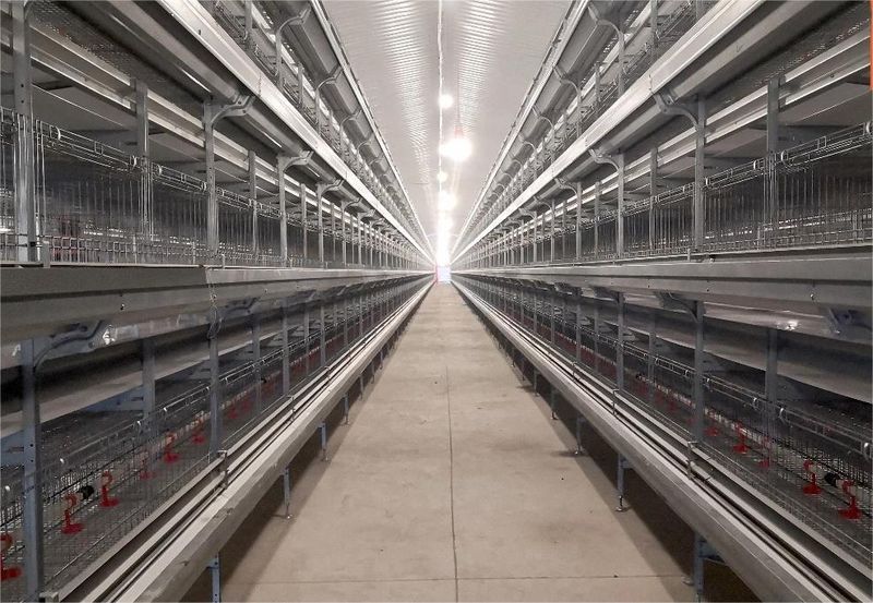 自動化養(yǎng)雞設(shè)備推動養(yǎng)雞業(yè)向智能化邁進(jìn)