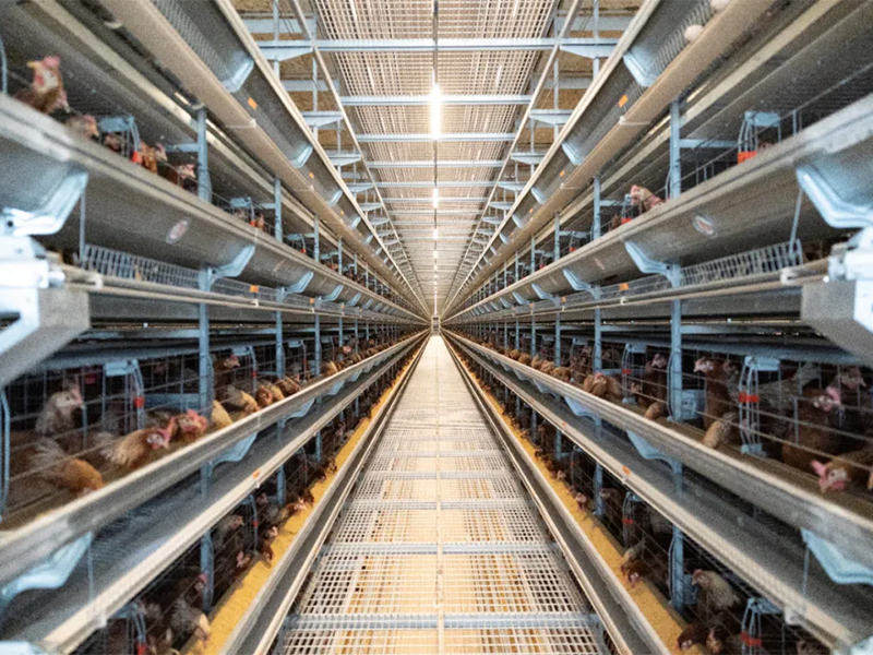 秋季養(yǎng)雞，如何做好雞舍的通風(fēng)管理工作？