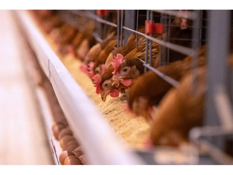 冬季來臨，養(yǎng)殖戶注意做好設備安全管理