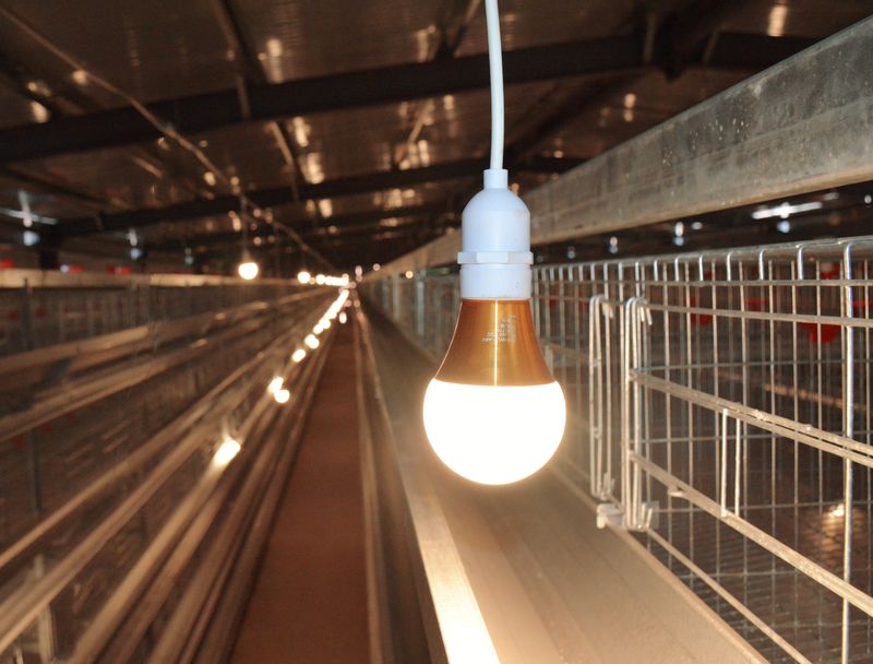 自動(dòng)化養(yǎng)雞設(shè)備賦能傳統(tǒng)養(yǎng)殖，鄉(xiāng)村振興添新動(dòng)力