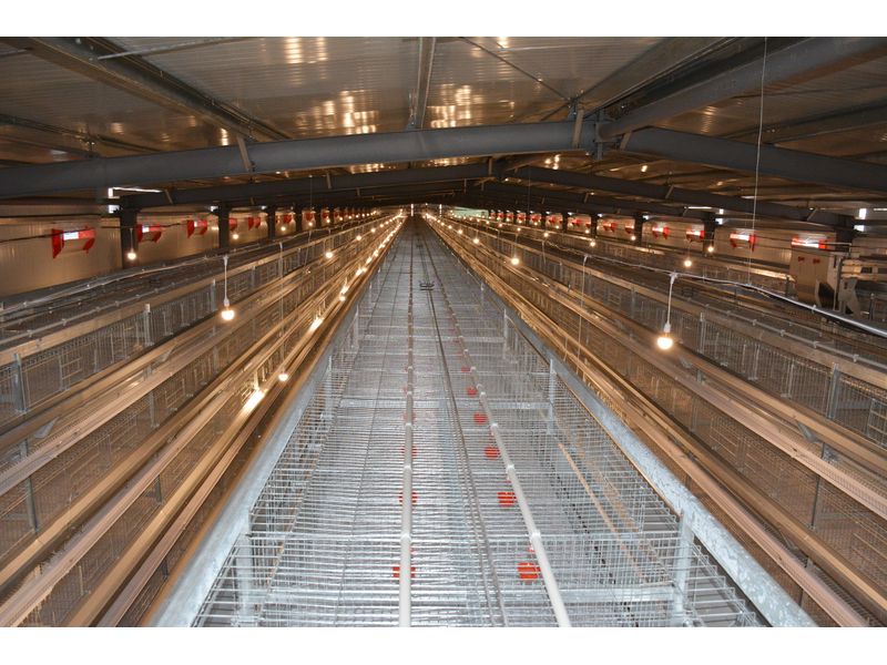 全自動化養(yǎng)雞設(shè)備打造“智慧工廠”，產(chǎn)業(yè)升級帶領(lǐng)高質(zhì)量發(fā)展