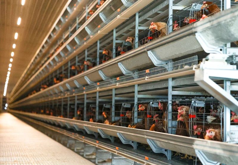 高溫來襲，趕緊去看看你家的雞咋樣了！